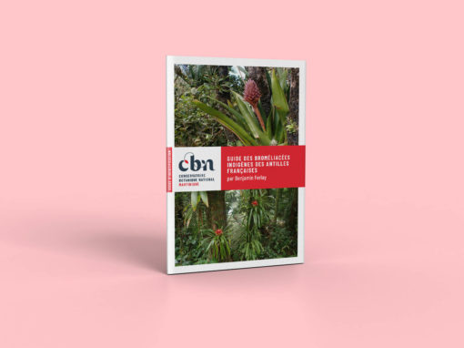 Guide sur les Broméliacées – Conservatoire Botanique de Martinique